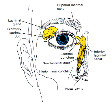 Lacrimal Puncta