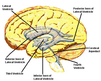 Ventricles In The Brain. ventricles in the rain,